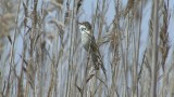 Video of Paddyfield Warbler - Singing Paddyfield Warbler near to the lake